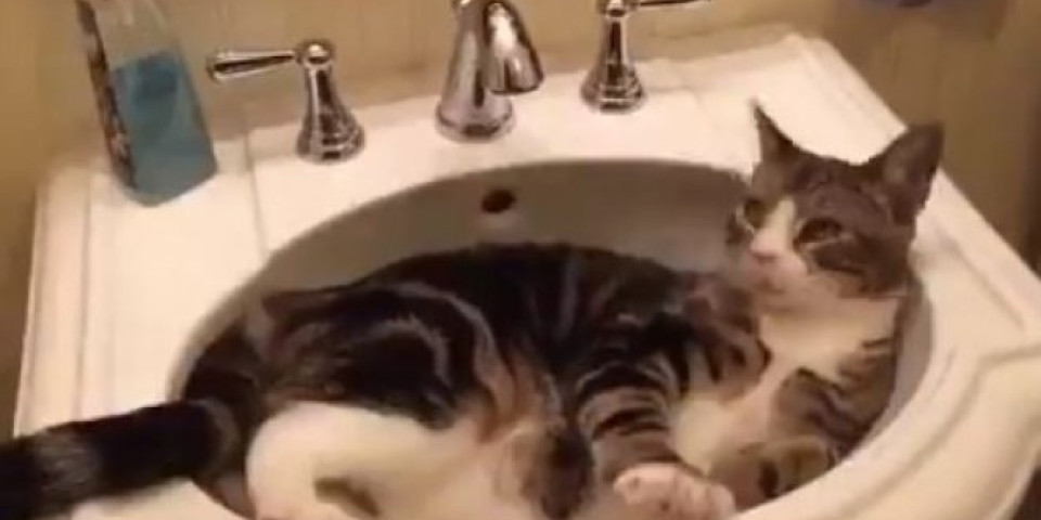 (VIDEO) Mačka ušla u lavabo, a onda uradila nešto što je i nju samu PREPLAŠILO