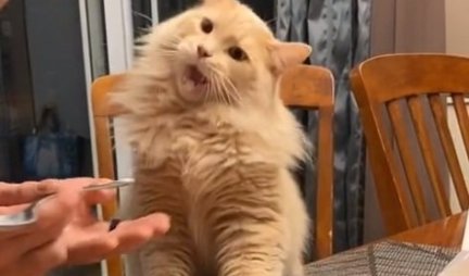 (VIDEO) Kada mačka proba sladoled, nastane snimak koji OBILAZI SVET