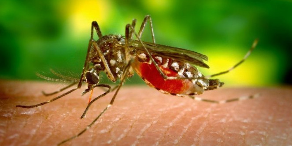 PANIKA U AFRICI! Zabrinuti zbog nove vrste komaraca koji prenosi opasnu bolest!