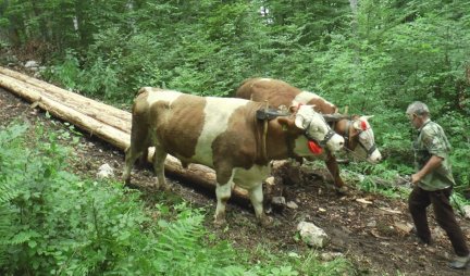 Rabadžiluk jedan od najtežih poslova na svetu: Ovako Milan i Milojko s volova izvlače teška drva!