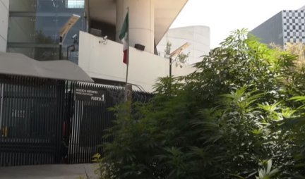 (VIDEO) OVAKO SE MEKSIKANCI BORE ZA LEGALIZACIJU MARIHUANE! Ako i ne uspeju u svom naumu, POKAZALI SU DA SU KREATIVNI!