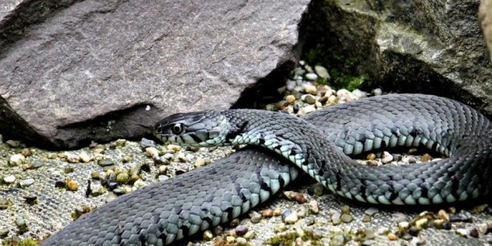 POČELA SEZONA PARENJA! Ako vas ujede zmija otrovnica, ne isisavajte otrov iz tela, PREDUZMITE OVE KORAKE!
