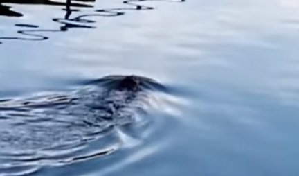 MISTERIJA NA BEGEJU! Neko čudno stvorenje pliva po reci, meštani u šoku, svi se pitaju - ŠTA JE OVO?!