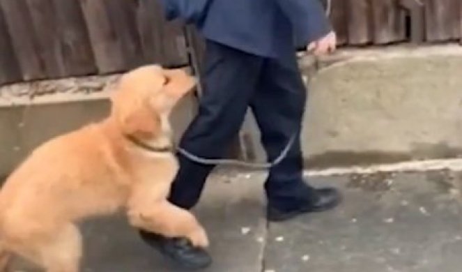 (VIDEO) Dečak je krenuo u školu, a onda je njegov pas odlučio da ga spreči i nastao je OVAJ URNEBESNI SNIMAK
