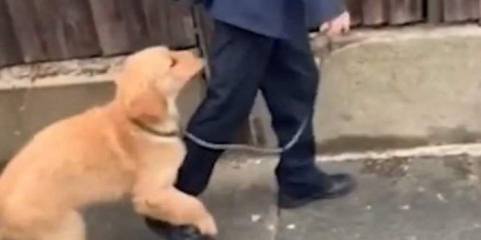 (VIDEO) Dečak je krenuo u školu, a onda je njegov pas odlučio da ga spreči i nastao je OVAJ URNEBESNI SNIMAK