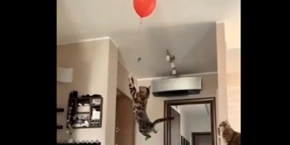 (VIDEO) ŠOK SNIMAK! Mačka je videla balon na plafonu i uradila NEVEROVATNU STVAR