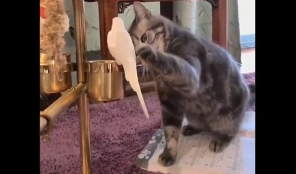 (VIDEO) Mačka je prišla ptici - prvo ju je mazila šapicom, a onda... OVAJ SNIMAK POGLEDALI SU MILIONI LJUDI