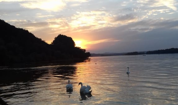 (VIDEO) BELI LEPOTANI OČARALI SMEDEREVCE: Jato labudova šepuri se na obali Dunava očekujući od prolaznika hranu, KO BI IM ODOLEO?