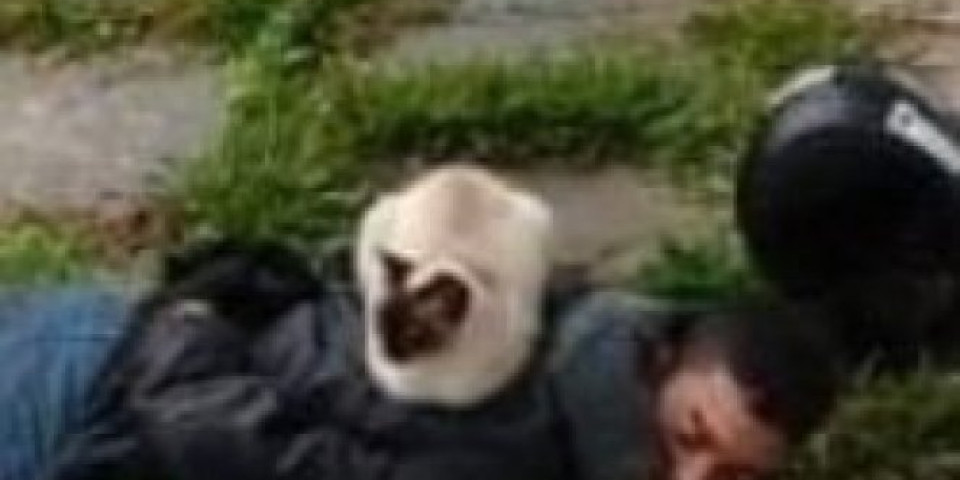 Mačka mu je stavila LISICE NA RUKE! Policija nije morala da "uskače", jer je KRIMINALCA UHAPSILA ONA! (FOTO)