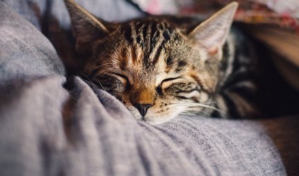 LJUBIMCI SU BOLJI OD LEKOVA ZA SMIRENJE! Istraživanja su pokazala: Šetanje pasa ili četkanje mačaka smanjuje anksioznost!