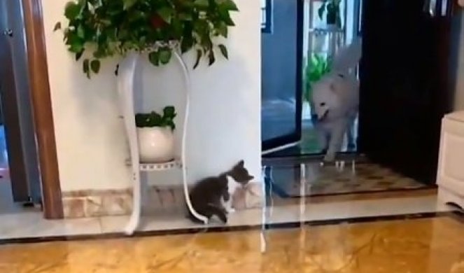 (VIDEO) Pas je ulazio u kuću, a mačka je odlučila da mu priredi podvalu: Pogledajte i kakvu!