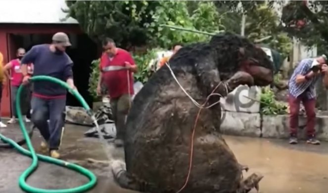 (VIDEO) NEVIĐENI ŠOK! Radnici iz kanalizacije izvukli pacova veličine automobila