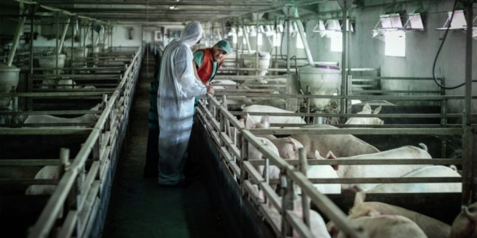 Novi strah od afričke svinjske kuge dok se virus širi Evropom
