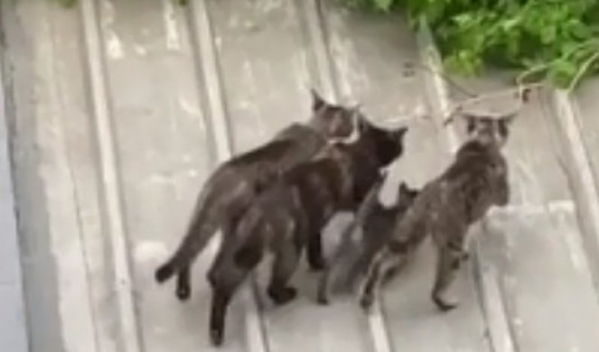 (VIDEO) Maleno mače se zaglavilo na stepenicama, a onda su se pojavile tri mačke i izvele NEVEROVATAN PODUHVAT