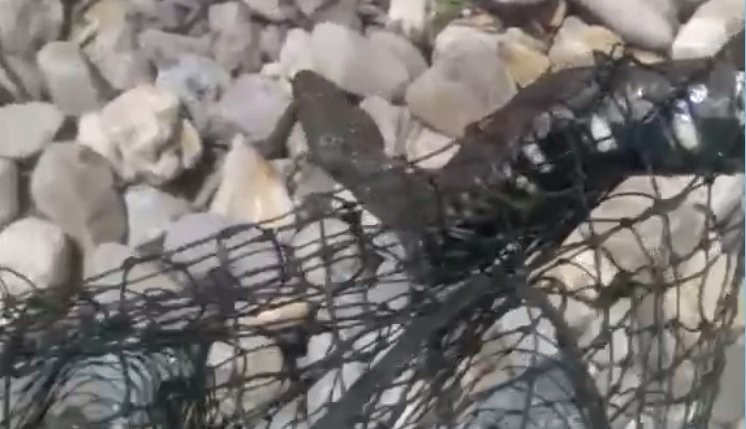 (VIDEO) RIBARE U ČUDU UHVATILA JEZA: Ogromna zmija od skoro dva metra, zinula na ribu PA NAPALA ČUVARKU