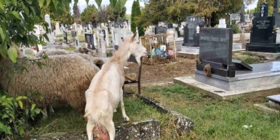 SKANDAL U SOMBORU: Ovce i koze skrnave pravoslavno groblje, dok građani negoduju, NADLEŽNI SAMO SLEŽU RAMENIMA