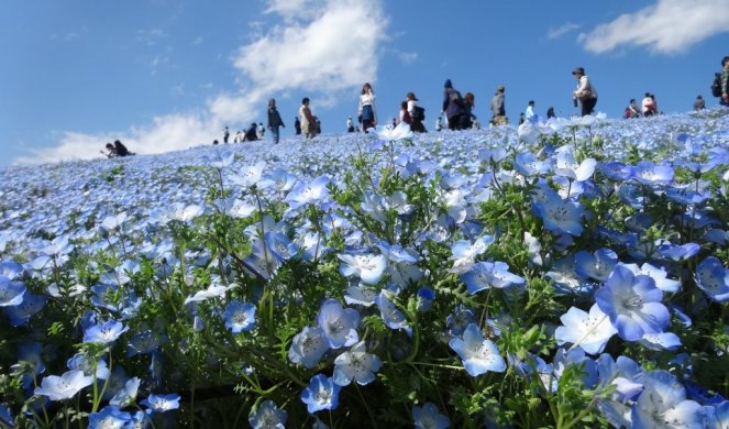 ZAVIRITE U NAJLEPŠI PARK NA SVETU - Četiri miliona plavih cvetova pleni lepotom