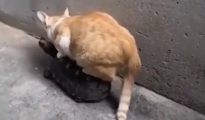 (VIDEO) Mačka je odlučila da se provoza, a kada vidite na kome, BIĆETE U ŠOKU!