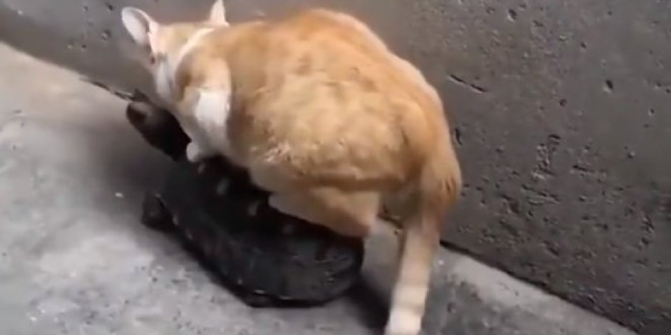 (VIDEO) Mačka je odlučila da se provoza, a kada vidite na kome, BIĆETE U ŠOKU!