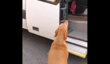 (VIDEO) Pas je sačekao da dođe autobus, a onda učinio NEŠTO NEVEROVATNO