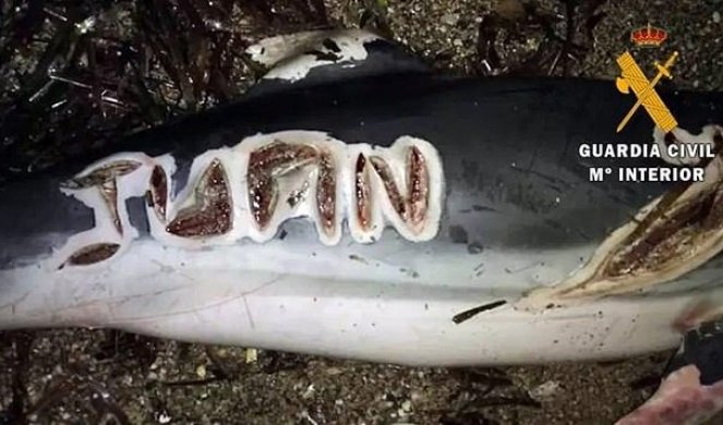 (UZNEMIRUJUĆE) Građani na plaži našli mrtvog delfina, a na njegovom telu UREZANA OVA SLOVA