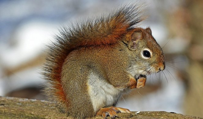 URNEBESNI VIDEO! Veverica pronašla originalan način kako da se rahladi!
