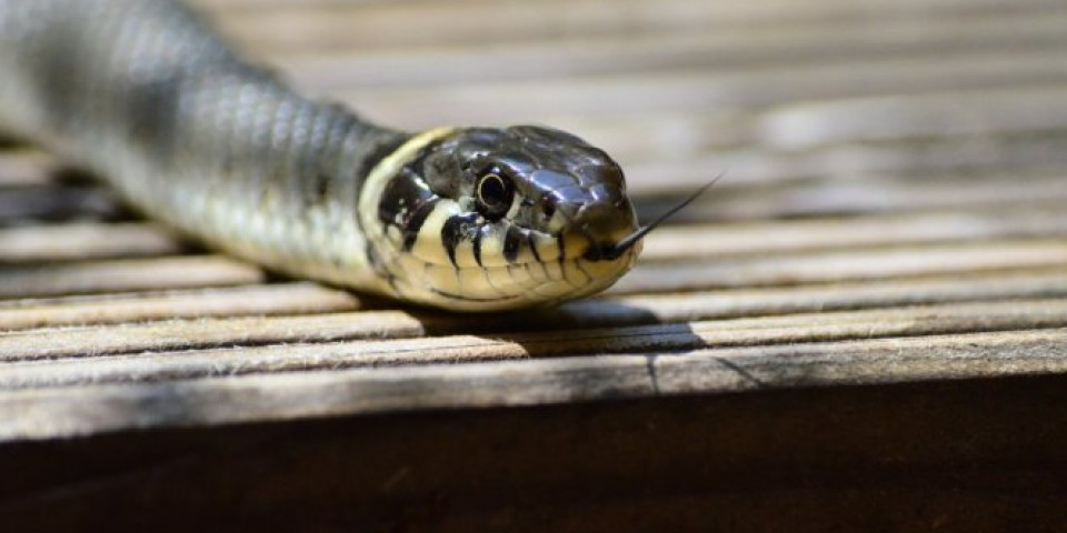 ZAGONETKA PRED NAUČNICIMA! Otkrivena NOVA vrsta zmije u Vijetnamu! /FOTO/