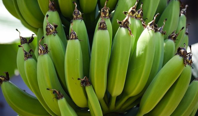 OTKRIVAMO! Evo šta se dešava sa bananama pre prodaje!