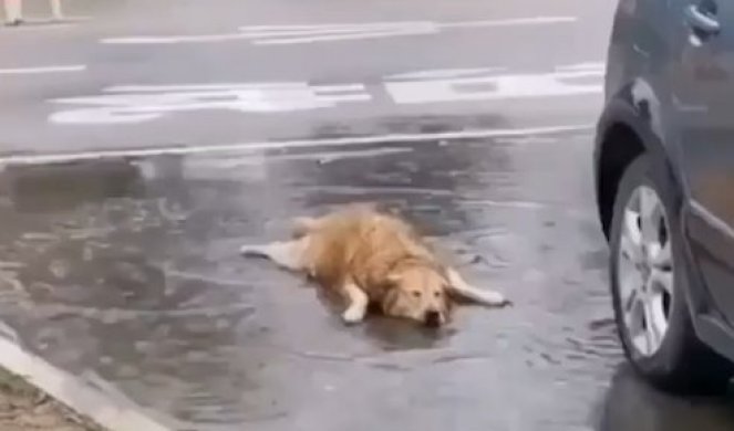 GDE GOD VIDIŠ BARU, TI U NJU LEZI! Ovaj pas zaista voli kišu