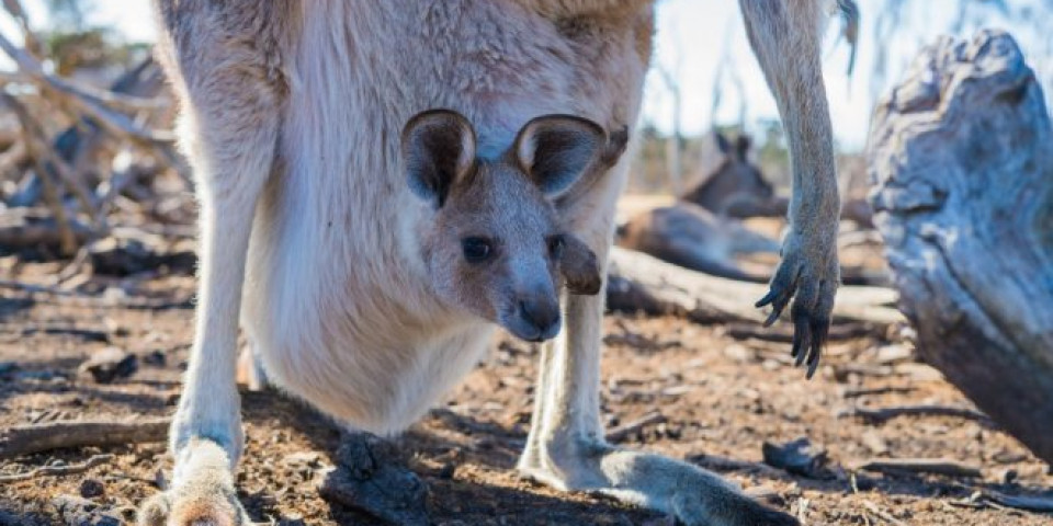 ŠOK SNIMAK! Evo kako izgleda mladunče kengura dok je još u torbi