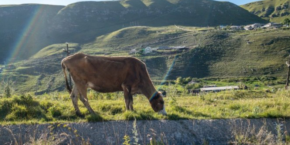 SPOJ POLJOPRIVREDE I TEHNOLOGIJE! Prva krava plaćena BITKOINIMA u Crnoj Gori!
