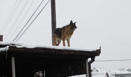 BEOGRAD NE PAMTI OVAKO TUŽNU SCENU! Pas nepomično u snegu danima čeka preminulog vlasnika!
