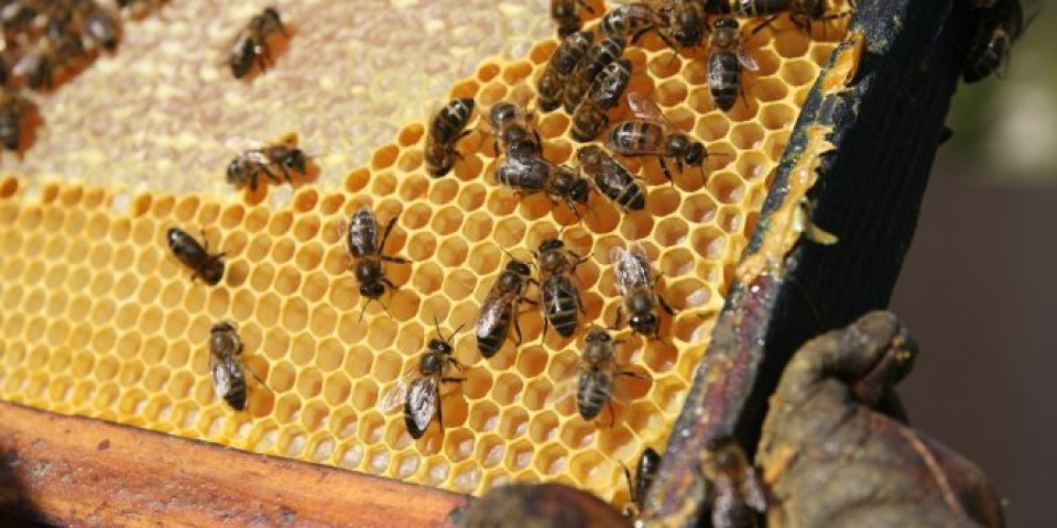 AKO 30 MINUTA LEŽITE NA KOŠNICAMA, TO ZAMENJUJE OSAM SATI SNA! Pčelinji proizvodi su čudo prirode! Znate li šta je apiterapija?