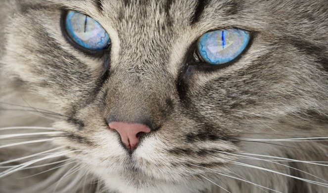 KADAR NEVERA! Ova mačka ume da LAJE - snimak koji je zaludeo ljude na DRUŠTVENIM MREŽAMA je potpuni HIT