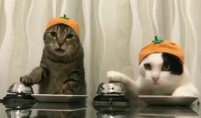 DRESIRALE GAZDU! Ove dve mačke za sekund naučile kako se komanduje ljudima! A ONDA JE POČEO RUSVAJ!