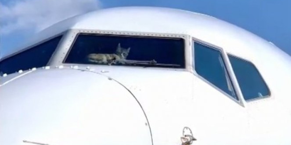 ULJEZ U IZRAELSKOM AVIONU! Mačka u pilotskoj kabini napravila nešto NEVEROVATNO!