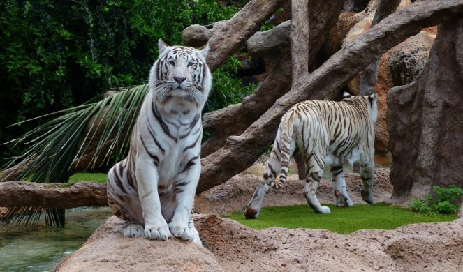 TUGA U ZOOLOŠKOM VRTU! Dva mladunca belog tigra umrla od kovida-19, infekciju im preneo čuvar!