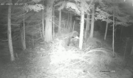 Kamere usred noći snimile medveda Miloša: Probudio se iz zimskog sna, POGLEDAJTE ŠTA JE PRVO URADIO /FOTO/