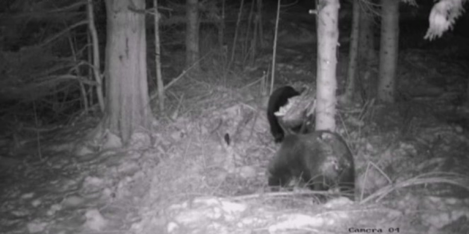 Kamere na Jadovniku usred noći snimile NEVEROVATNU SCENU: Medved Miloš je došao na hranilište, ali NIJE BIO SAM