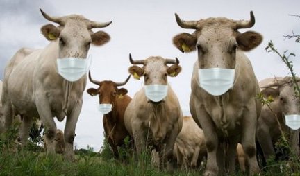 Ne, krave neće “nositi maske” kakve nose ljudi da bi sprečili širenje virusa (ISPRAVKA)