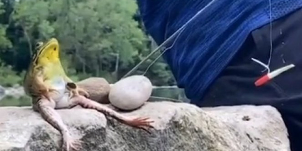 OVO JE TOTALNI HIT! Žaba koja zna da peca, a još i uživa u tome! /VIDEO/