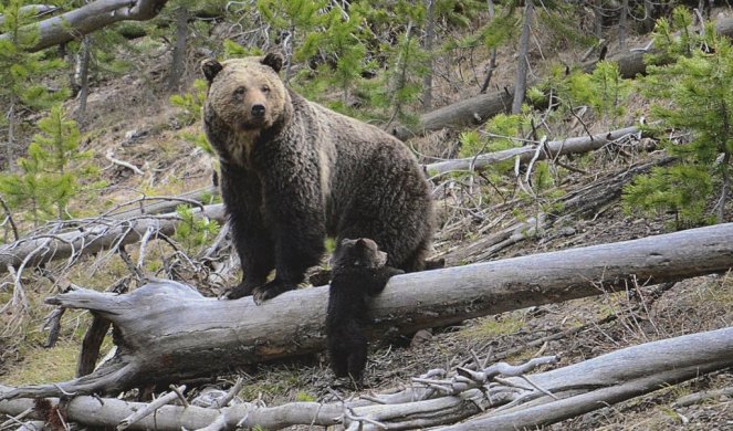 POTPUNI HIT! Medved Ben dvaput uspeo da pobegne iz ZOO vrta (VIDEO)