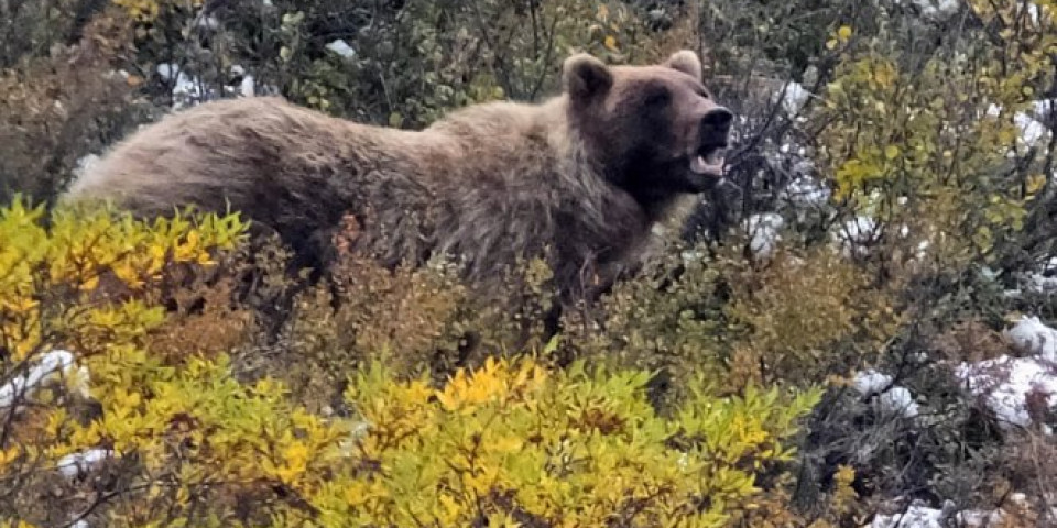 Kamere snimile medveda, a jedan detalj na njegovom telu ZAPREPASTIO JE SVE