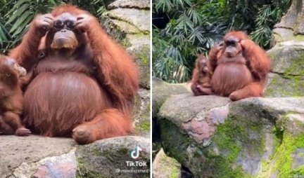 Ženi su slučajno ispale naočare u zoo vrtu: Našao ih je majmun, a onda je nastao snimak koji je ODUŠEVIO 5 MILIONA LJUDI /VIDEO/
