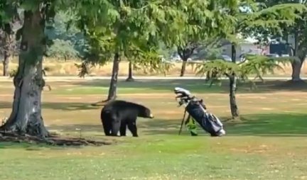 Medved ugledao torbu sa palicama za golf: Za samo nekoliko minuta, NASTAO JE NEVEROVATAN SNIMAK