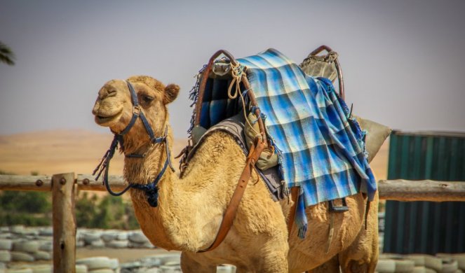 HIT VIDEO! Susret sa kamilom koji će zauvek pamtiti!