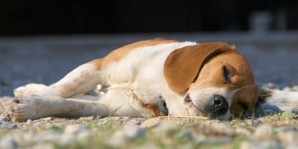 Zašto vaš pas spava u SKLUPČANOM POLOŽAJU?