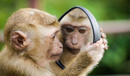 NEVEROVATNI REZULTATI ISTRAŽIVANJA! Ljudi zadržali sposobnost da razumeju gestove koje koriste majmuni