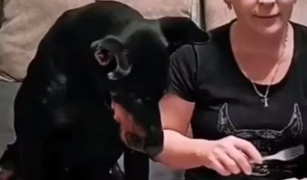 Pas je spazio da mu vlasnica jede, a onda je nastao HAOS - ono što je uradio ŠOKIRALO JE SVE - pravi je VRAGOLAN (VIDEO)