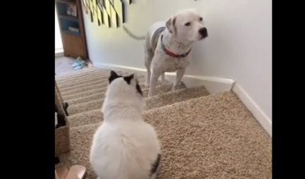 Pas je naišao na MAČKU na stepenicama - pokušao je da prođe, a onda ga je ONA PREBILA - šok i neverica (VIDEO)